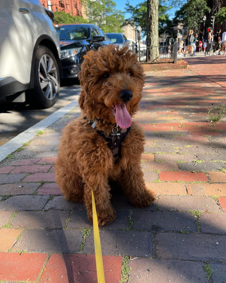 Little Golden Retriever Poodle Mix Pup