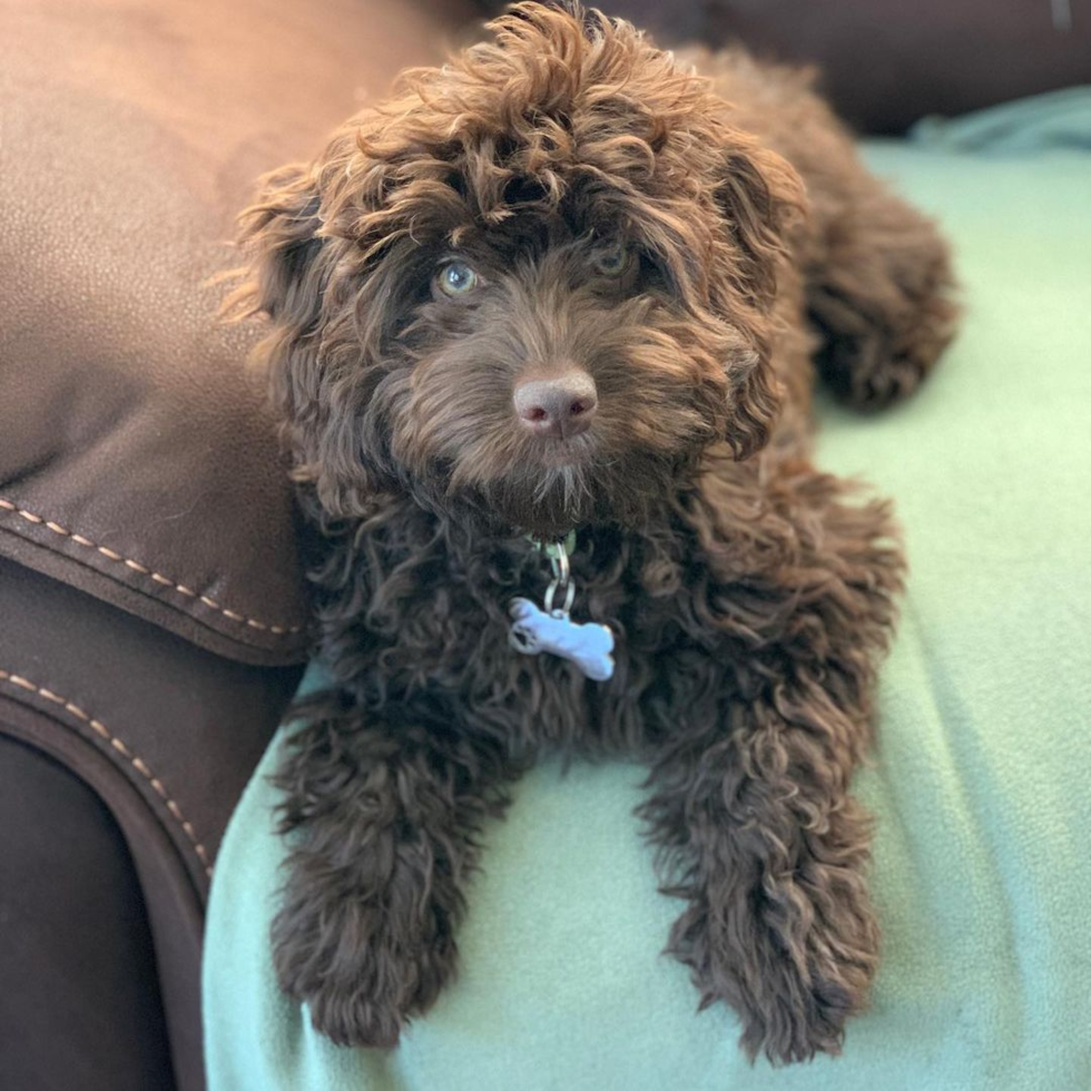 Cockapoo Being Cute