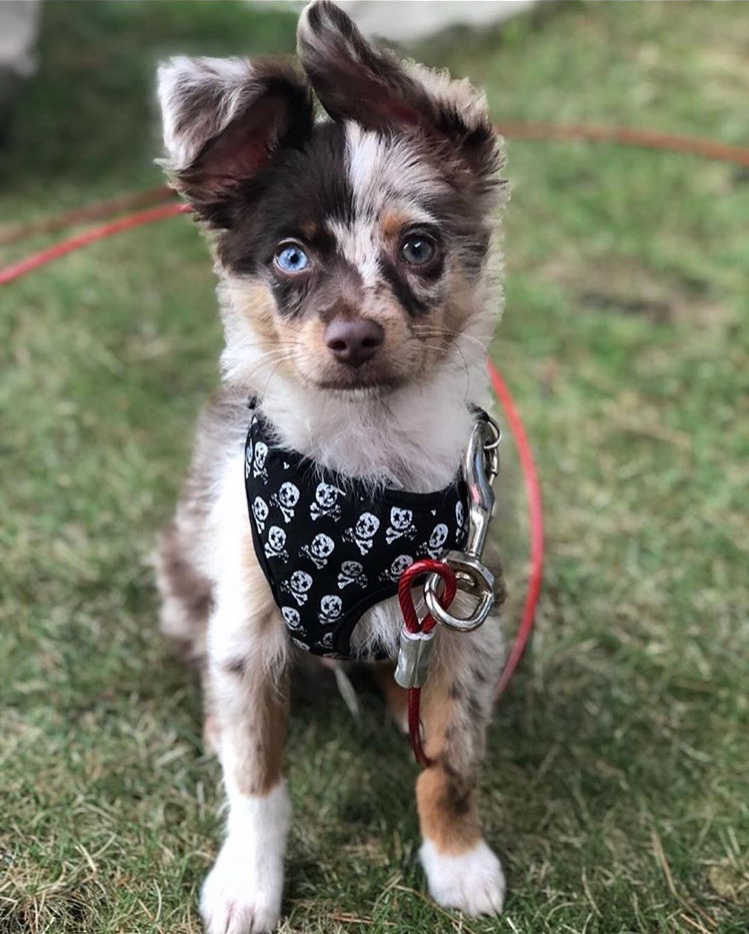 Mini Aussiedoodle Pup Being Cute