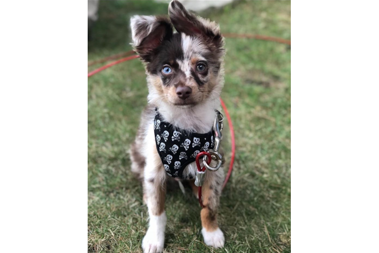 Mini Aussiedoodle Pup Being Cute