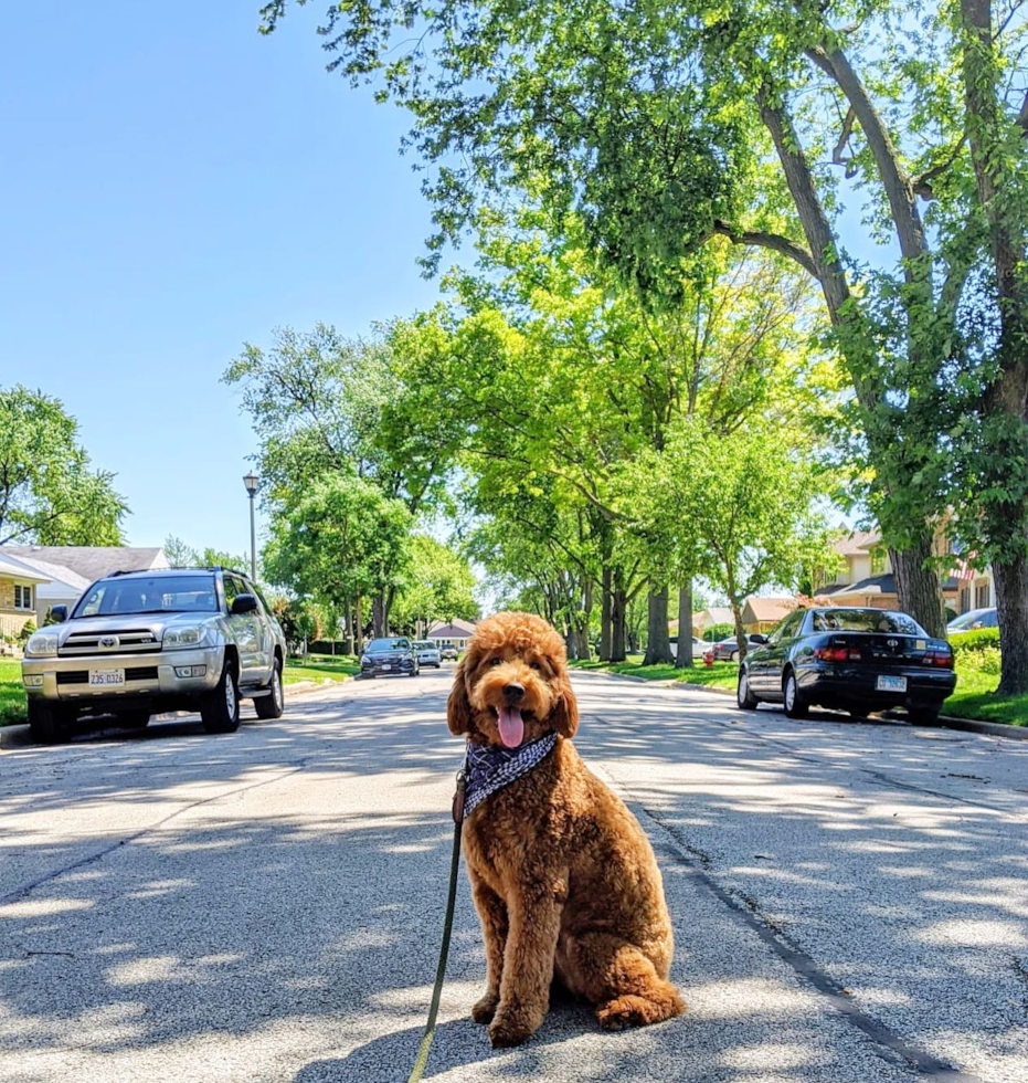 CHICAGO Mini Goldendoodle Pup