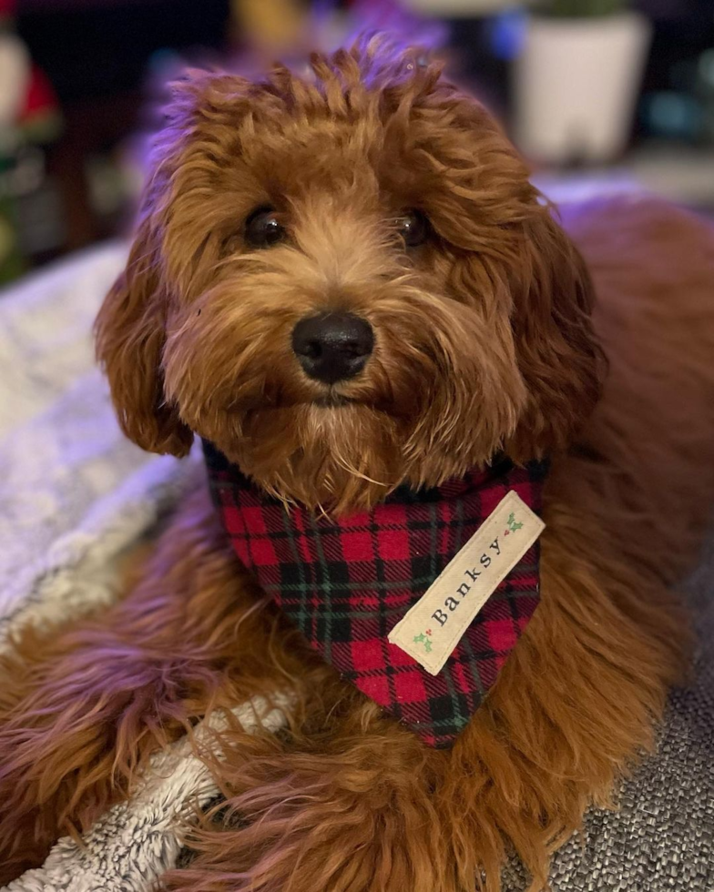 Cavapoo Being Cute