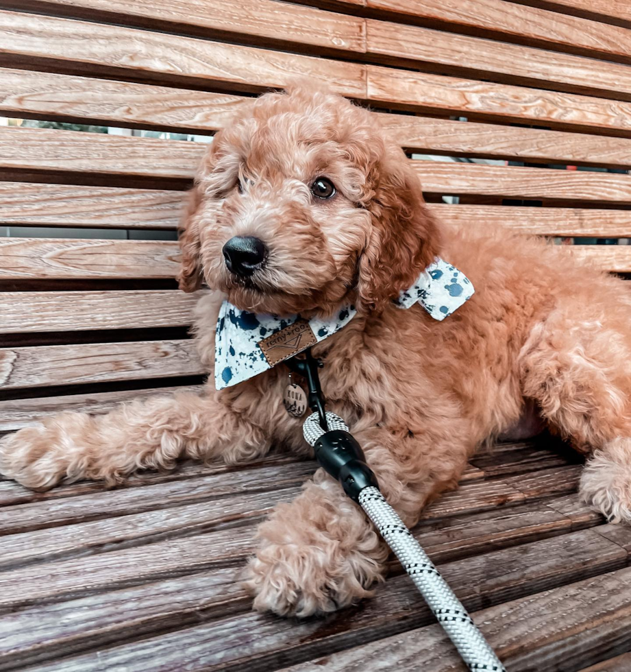 Happy Mini Goldendoodle Pup