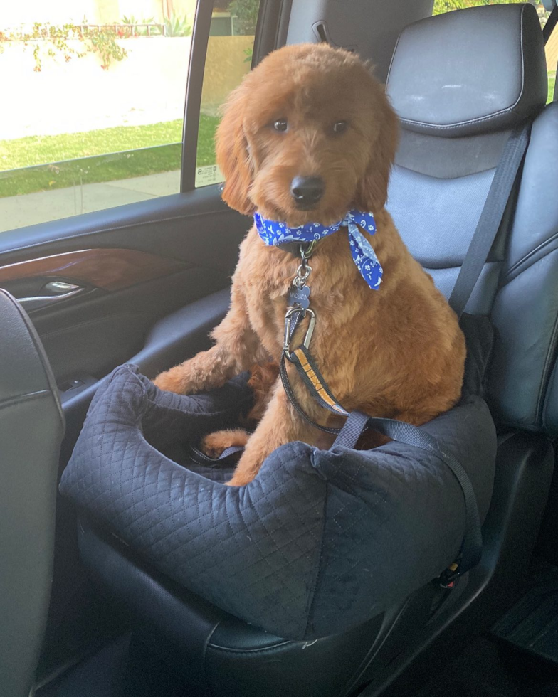 Huntington Beach Mini Goldendoodle Pup