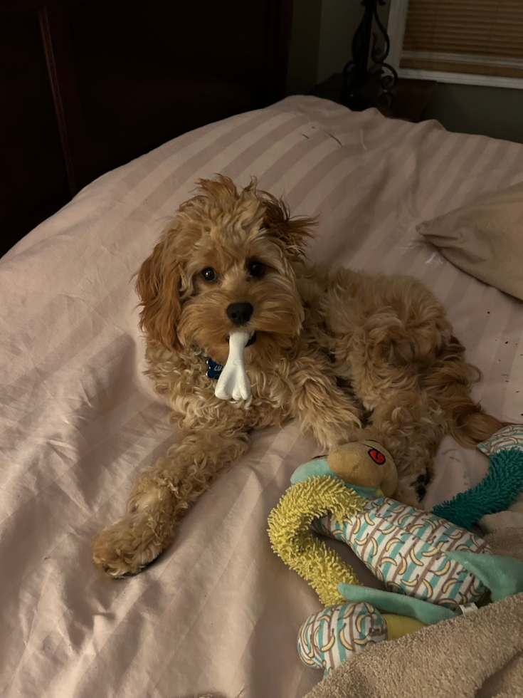 Friendly Cavapoo Pup in