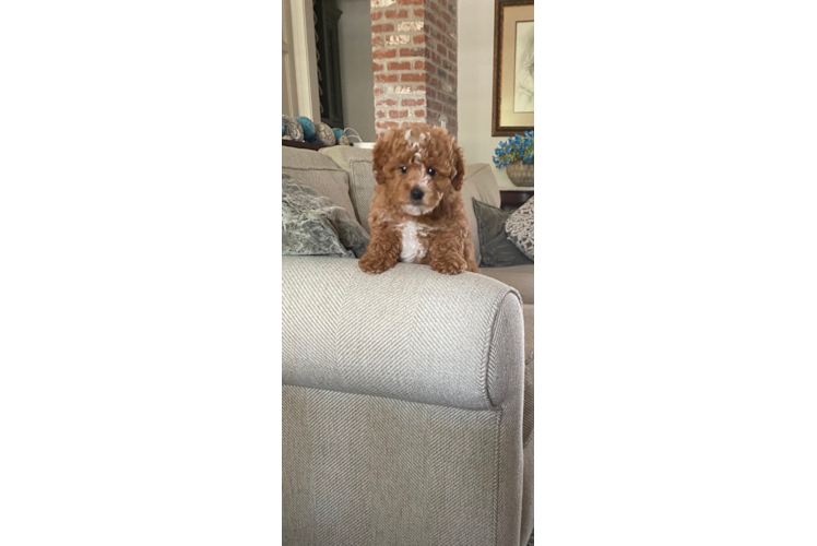 Little Golden Retriever Poodle Mix Puppy