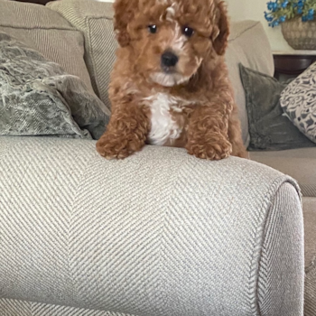 Friendly Mini Goldendoodle Pup