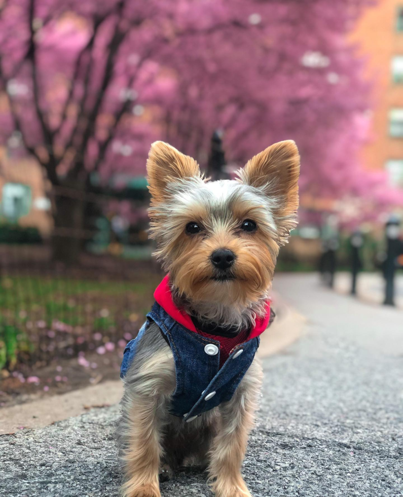 Little Yorkshire Terrier Pup