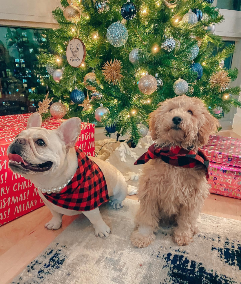 Mini Goldendoodle Being Cute