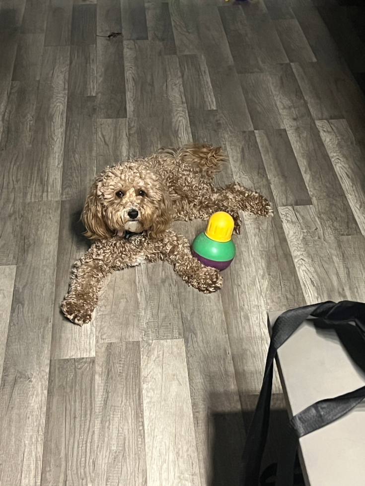 Hypoallergenic Cavoodle Poodle Mix Pup