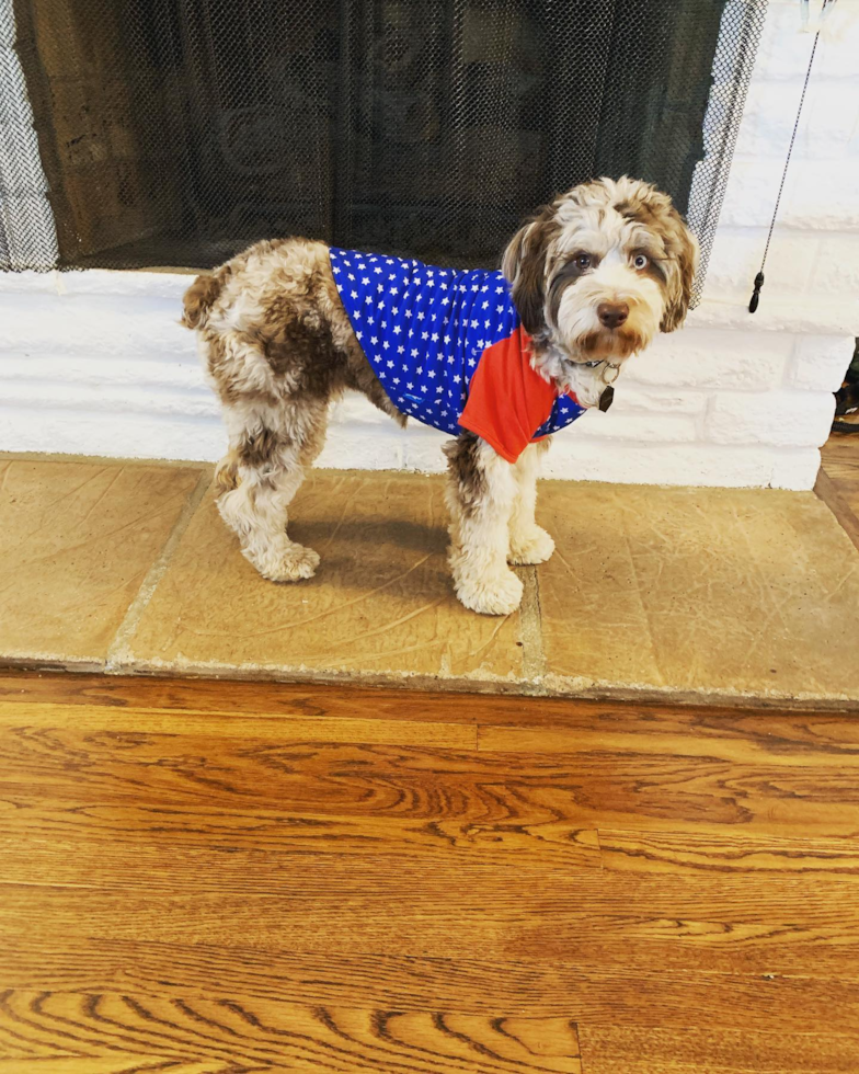 Encino Mini Aussiedoodle Pup