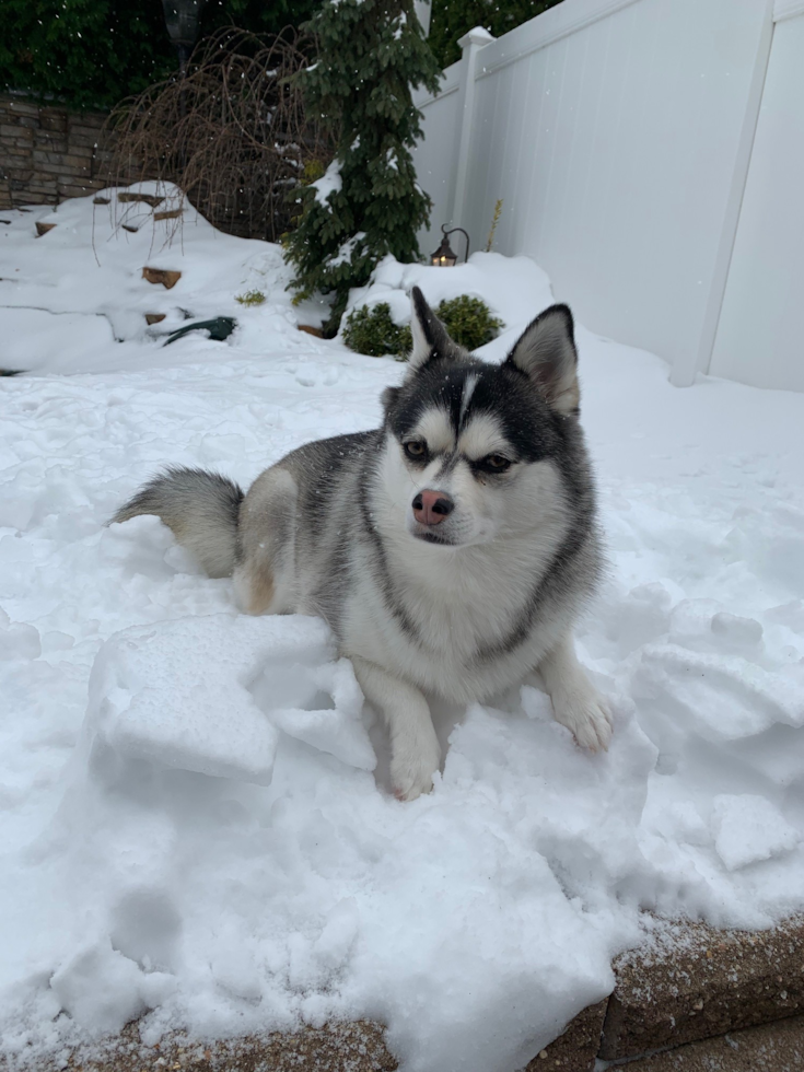 Cute Pomsky Pup