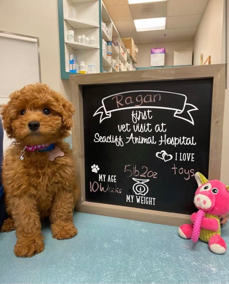 Playful Golden Retriever Poodle Mix Pup