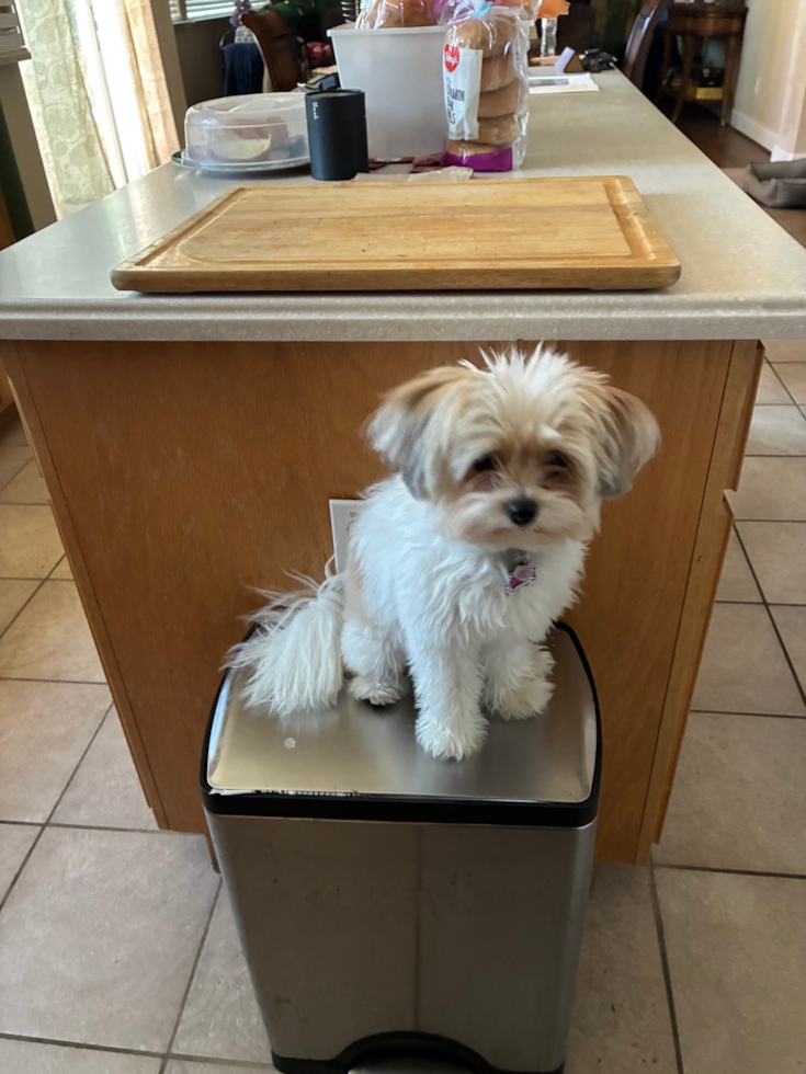 Pomachon Pup