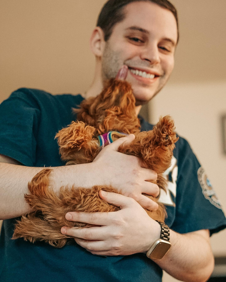 NEW YORK Cavapoo Pup