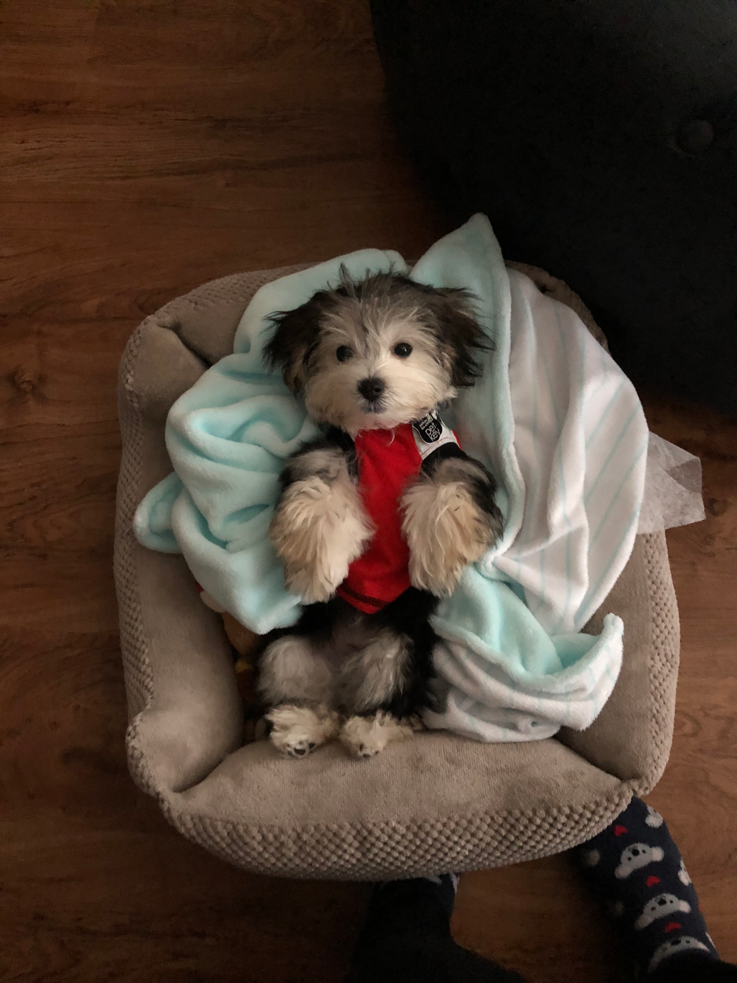 Little Yorkie Designer Puppy