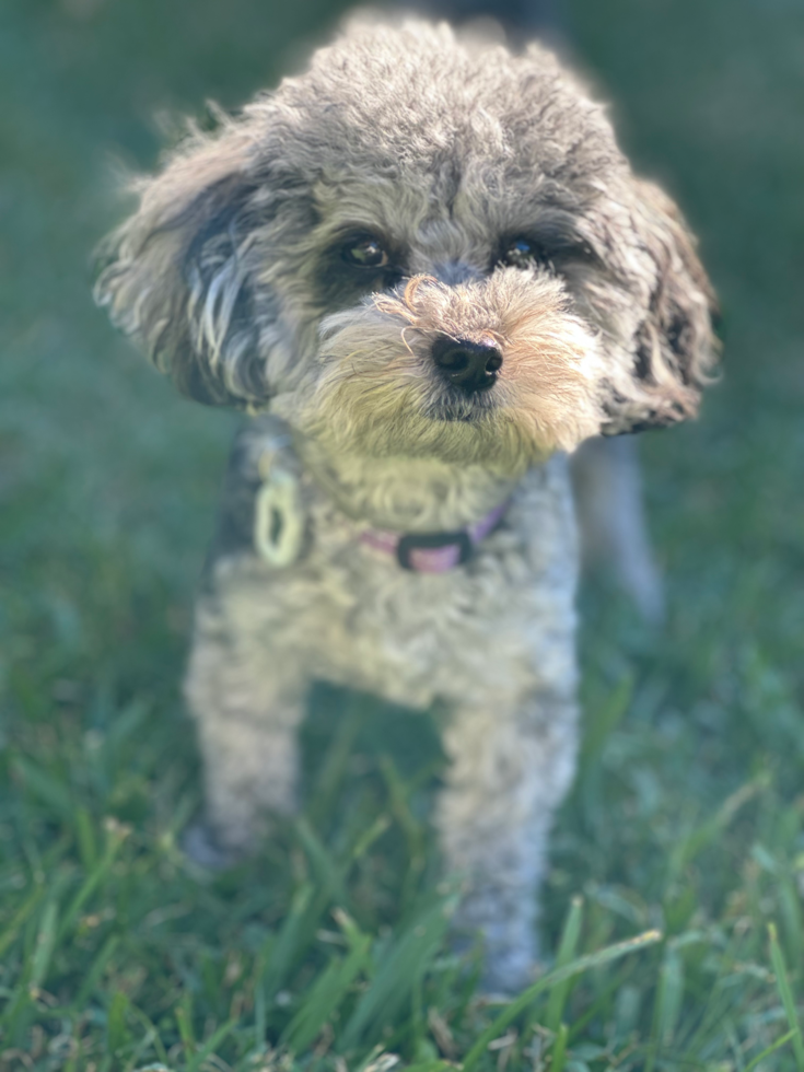 Energetic Maltese Poodle Poodle Mix Pup