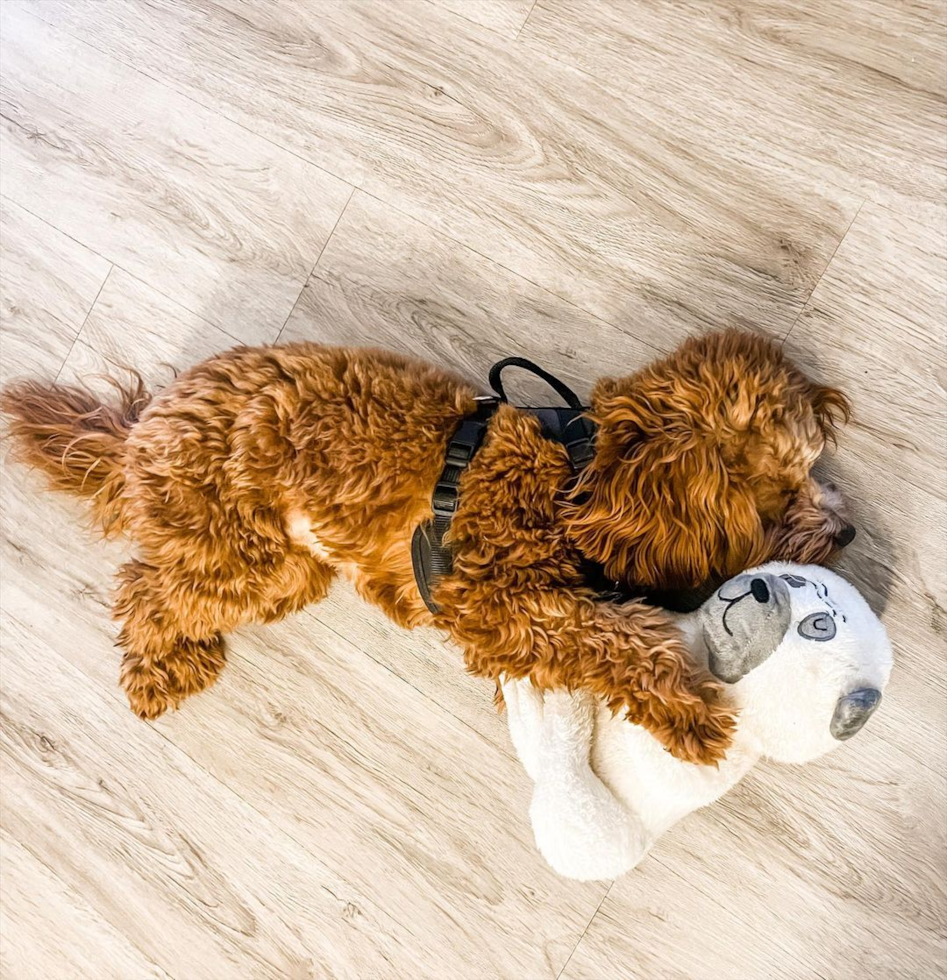 Cavapoo Being Cute