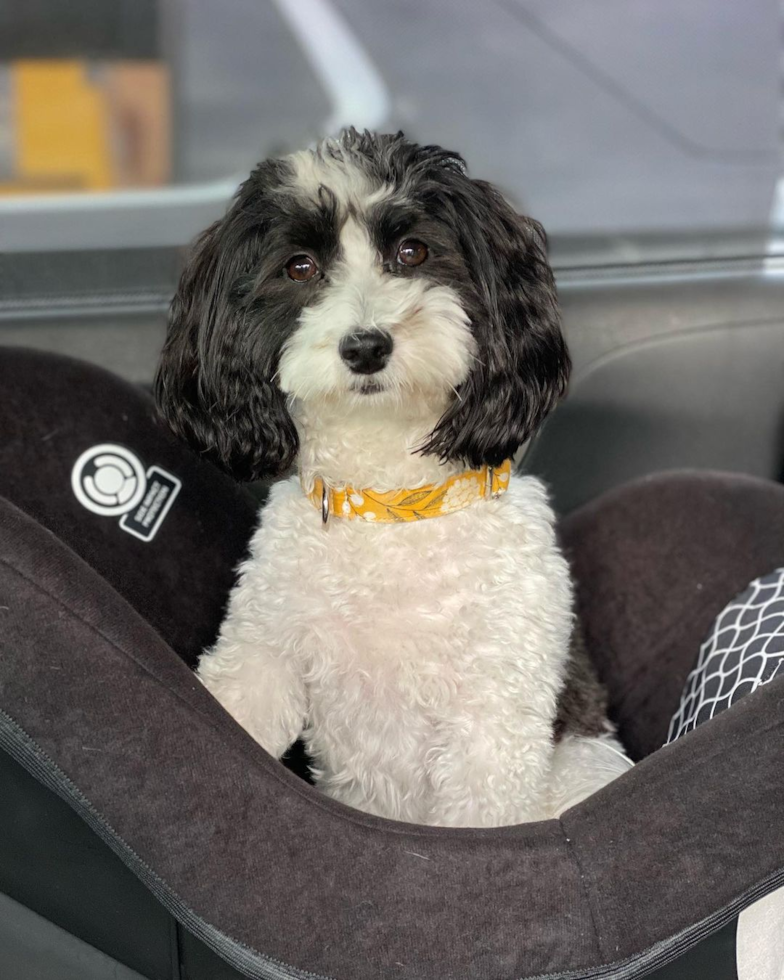 Sweet Havanese Pup in Cincinnati OH