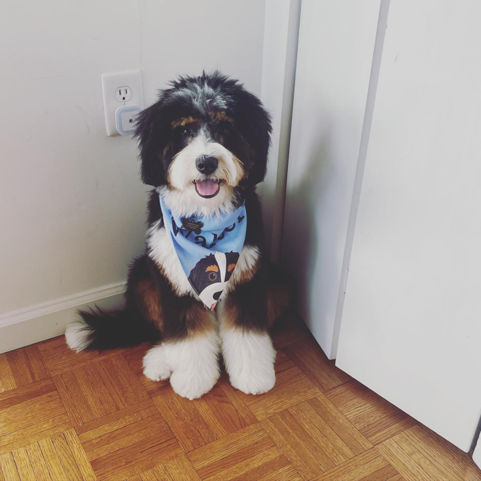 Friendly Mini Bernedoodle Pup in Jersey City NJ