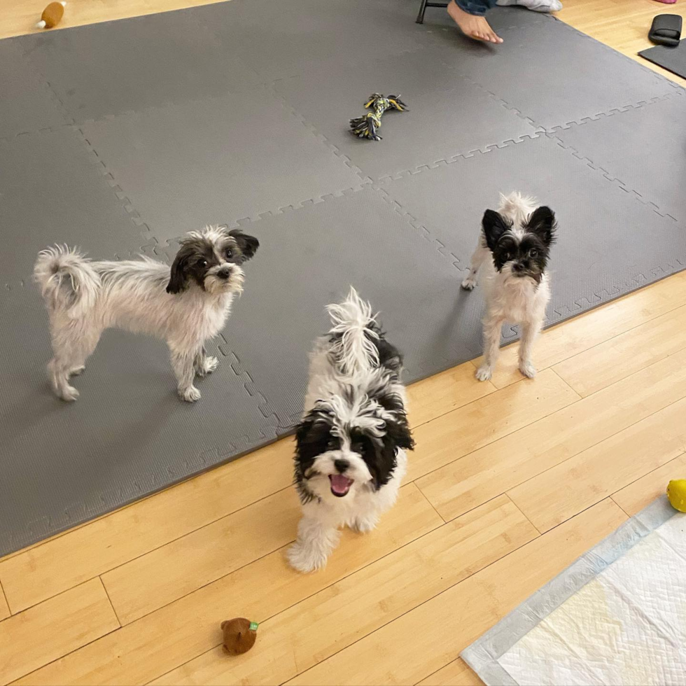 Happy Havanese Pup in New York NY