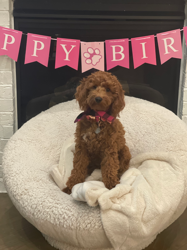 Mini Goldendoodle Being Cute