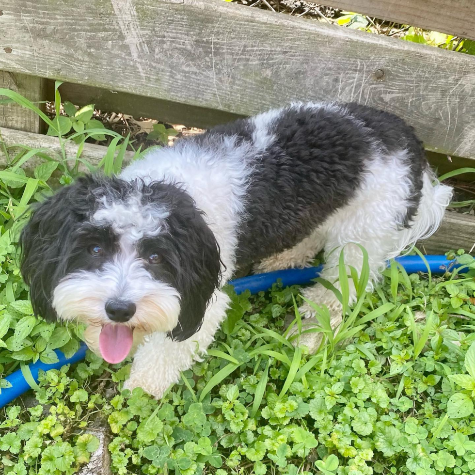 Hypoallergenic Havanese Pup