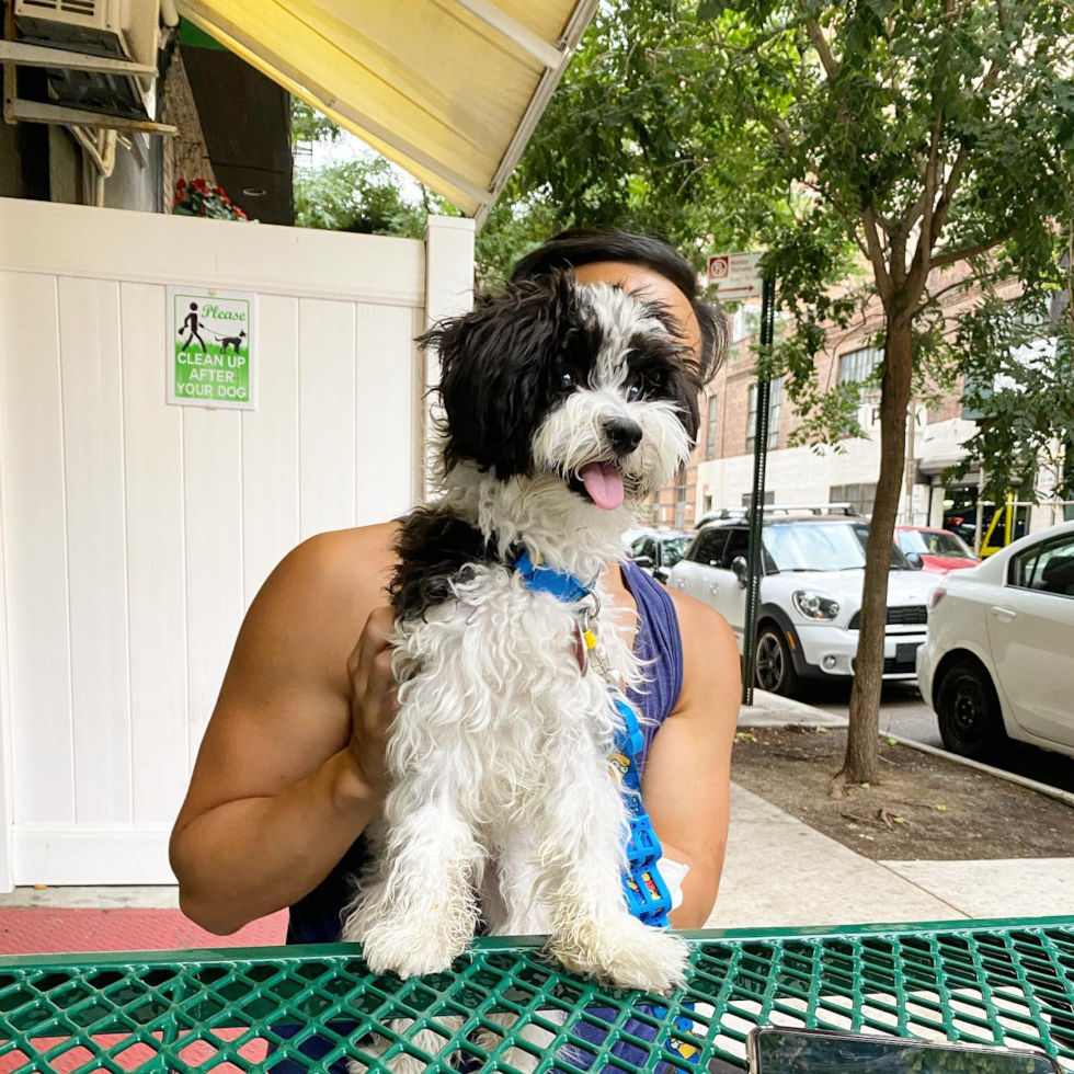 Havanese Being Cute