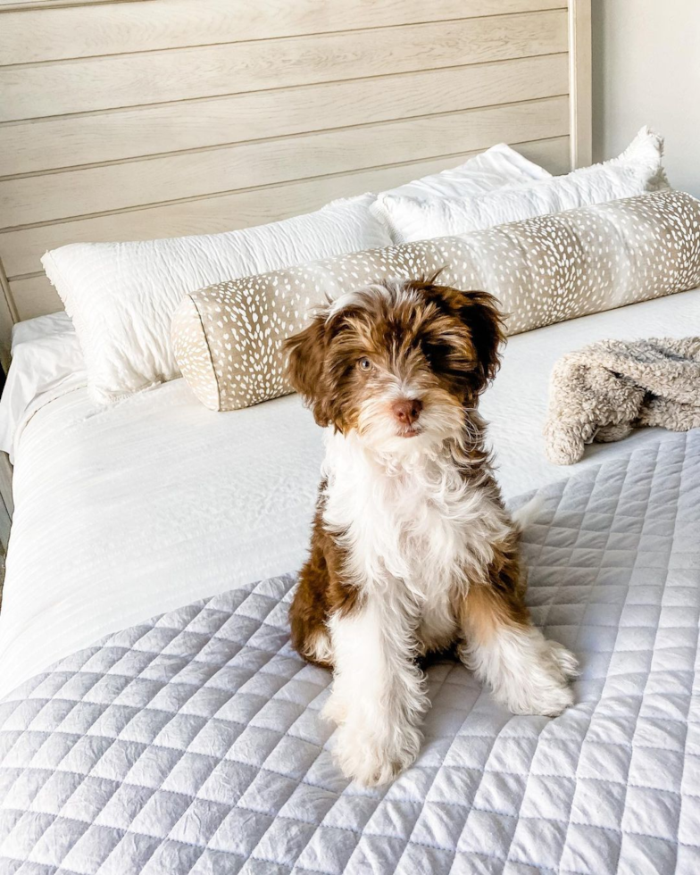 Happy Mini Aussiedoodle Pup in Greenville SC