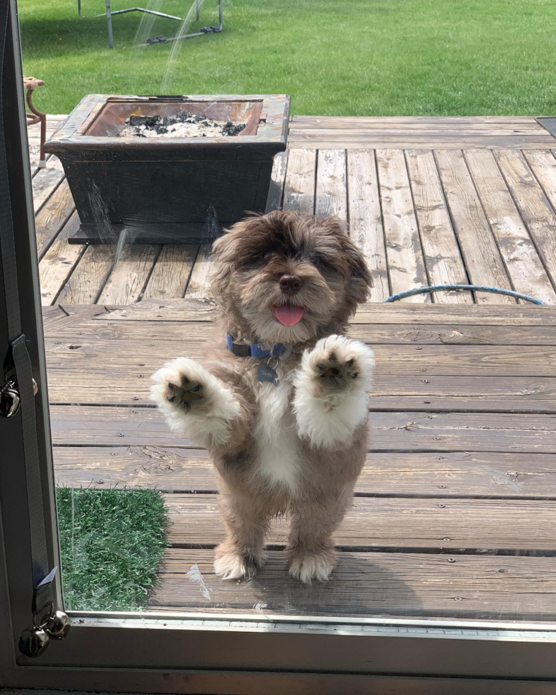 Playful Havanese Poodle Mix Pup