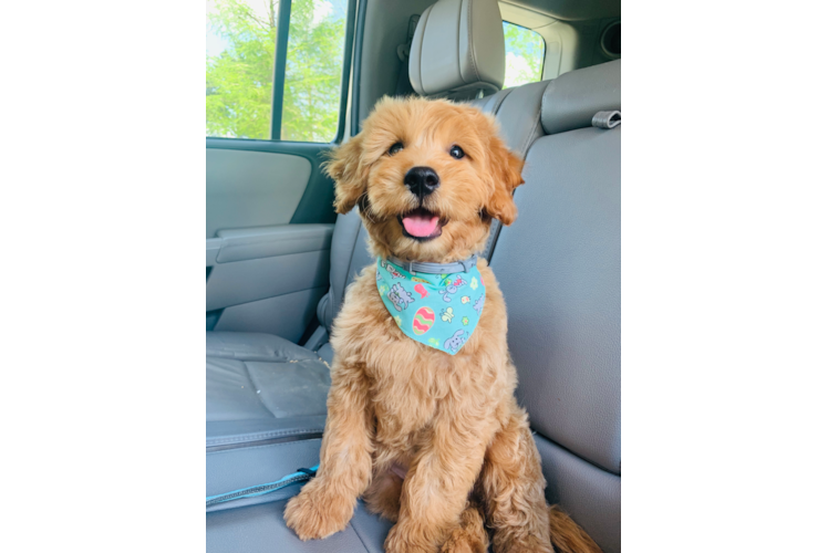 Smart Mini Goldendoodle Poodle Mix Pup