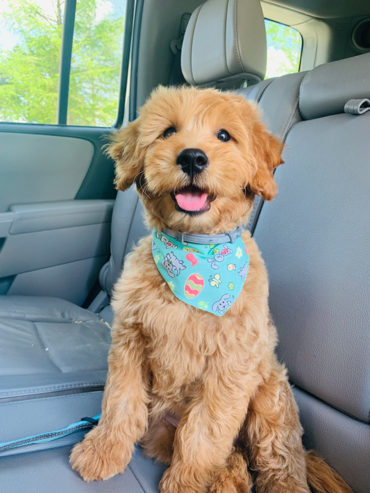 Sweet Mini Goldendoodle Pup