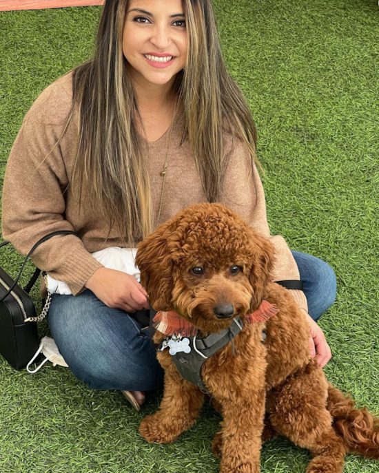 Adorable Cockerpoo Poodle Mix Pup