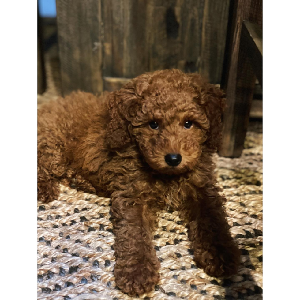 Playful Golden Retriever Poodle Mix Pup