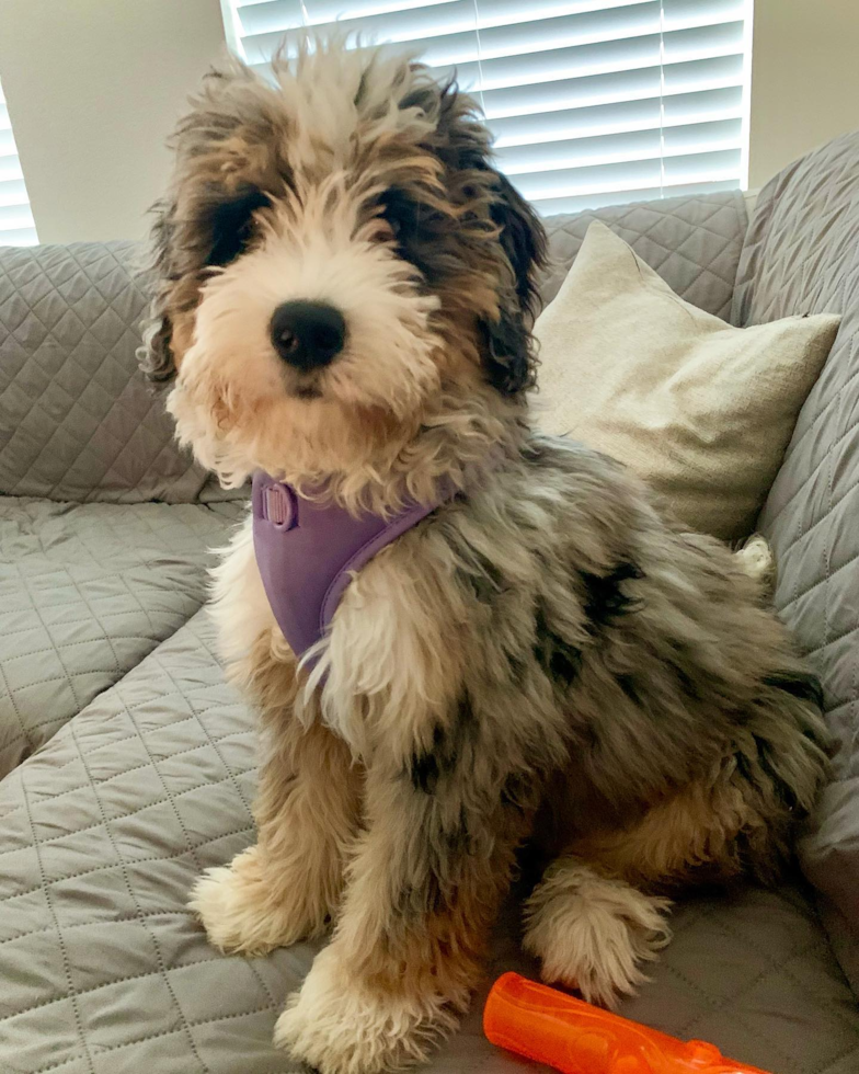 Cute Mini Bernedoodle Pup