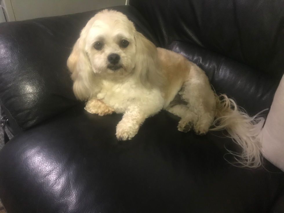 Friendly Teddy Bear Pup in