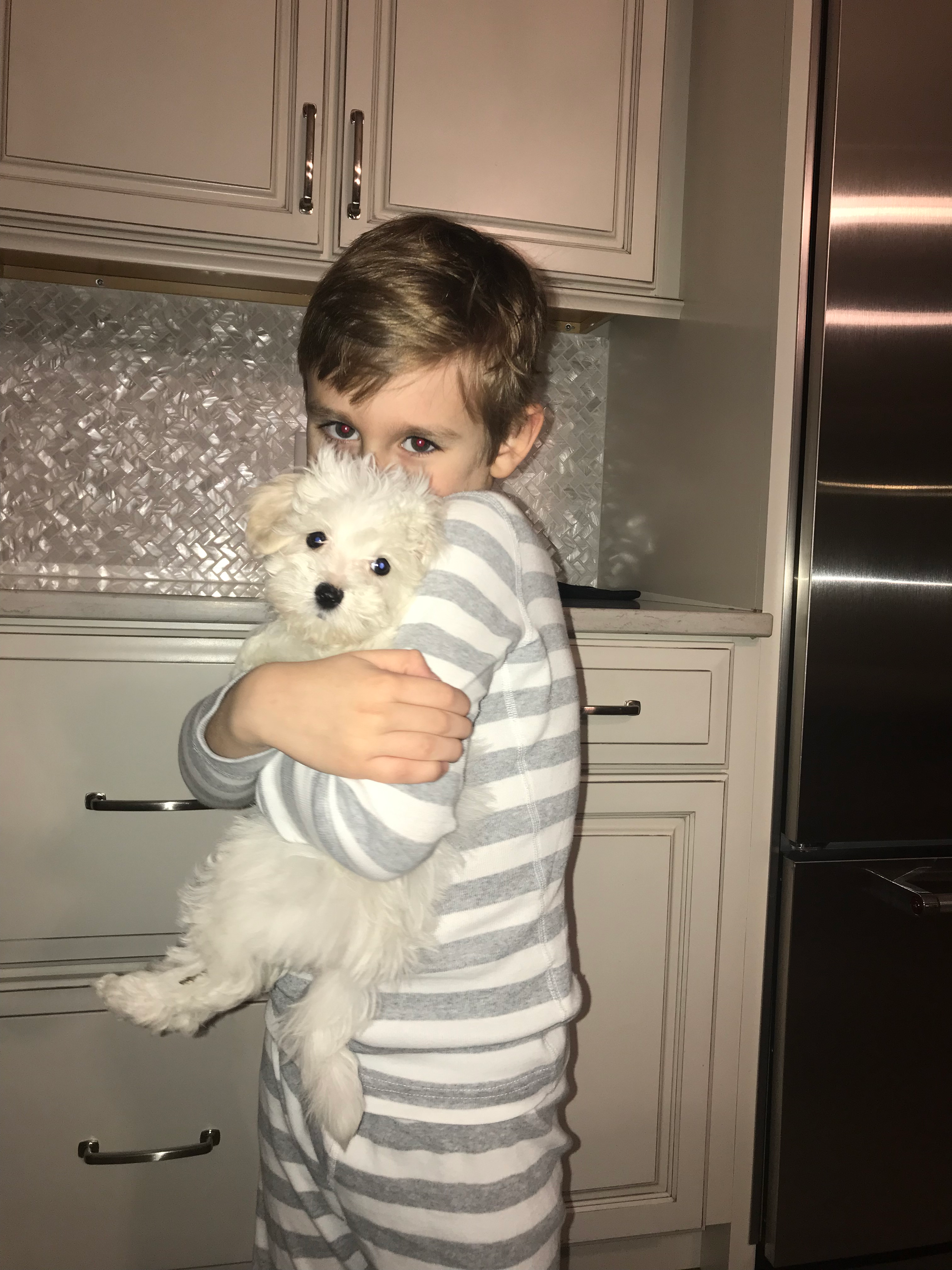 Maltipoo Pup Being Cute