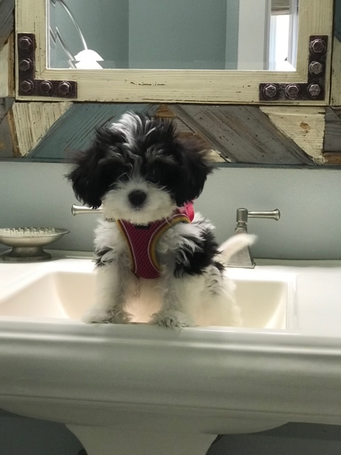 Petite Cavachon Designer Pup