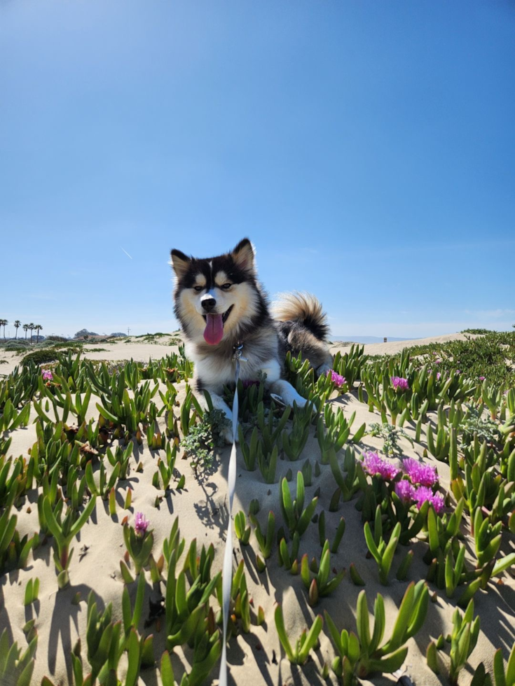 Friendly Pomsky Pup