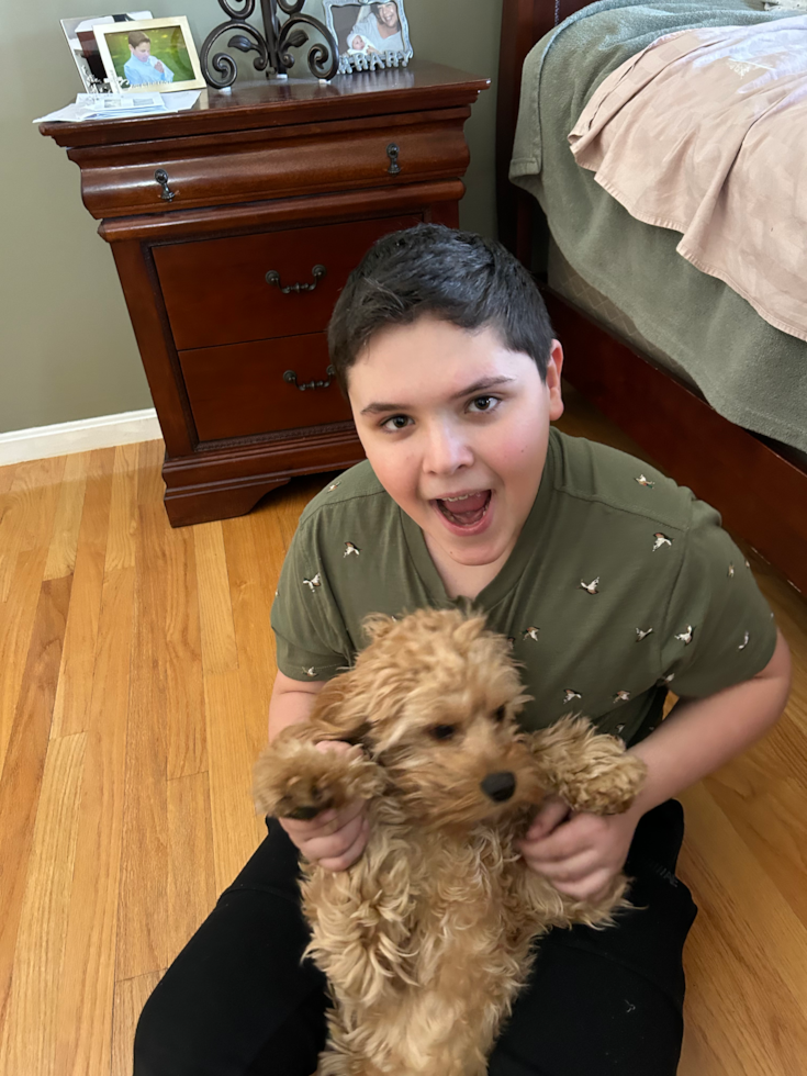 Small Cavapoo Pup in