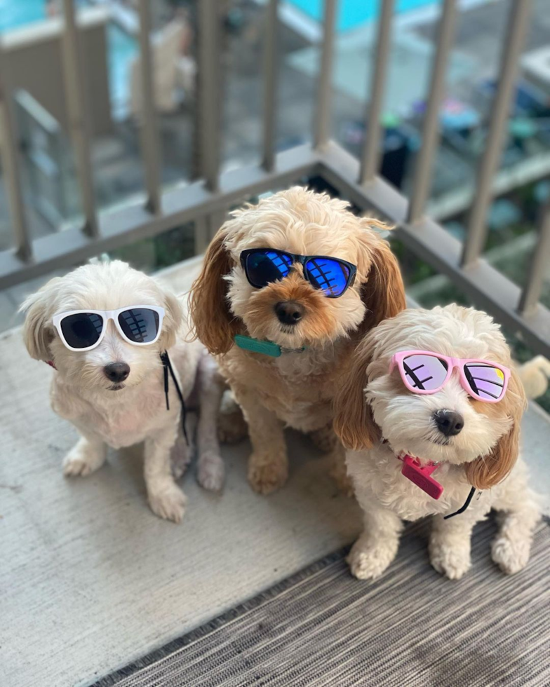 Small Cavachon Pup in Los Angeles CA