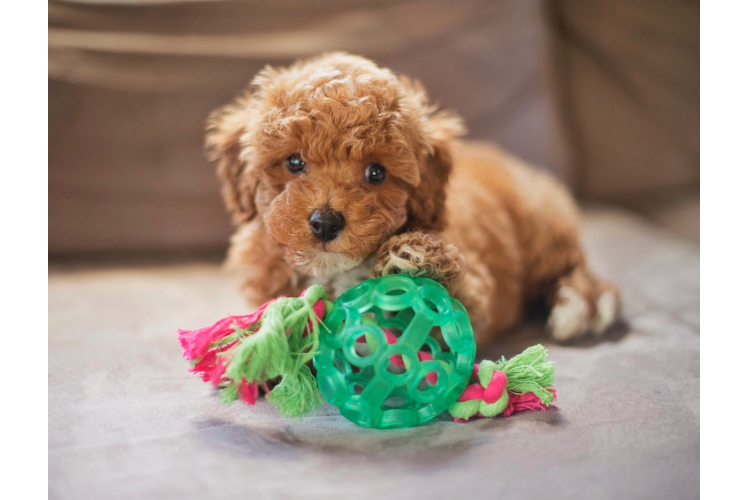 Best Maltipoo Baby