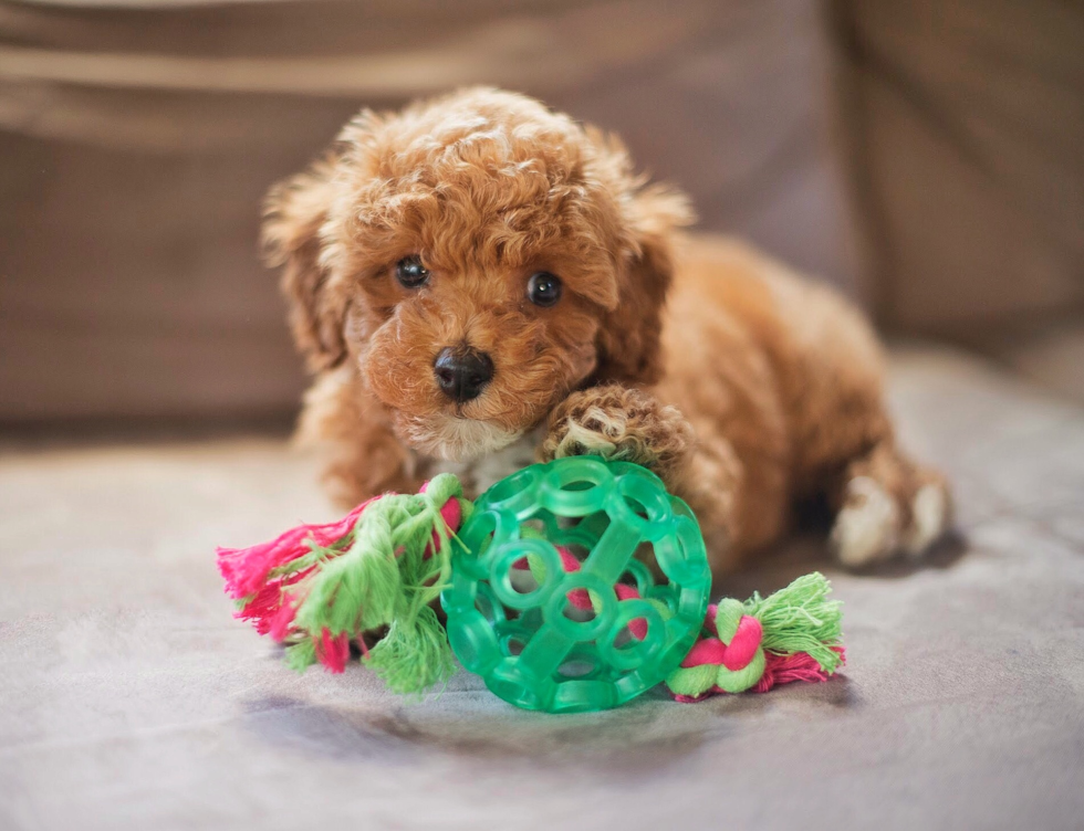 Cute Maltipoo Pup