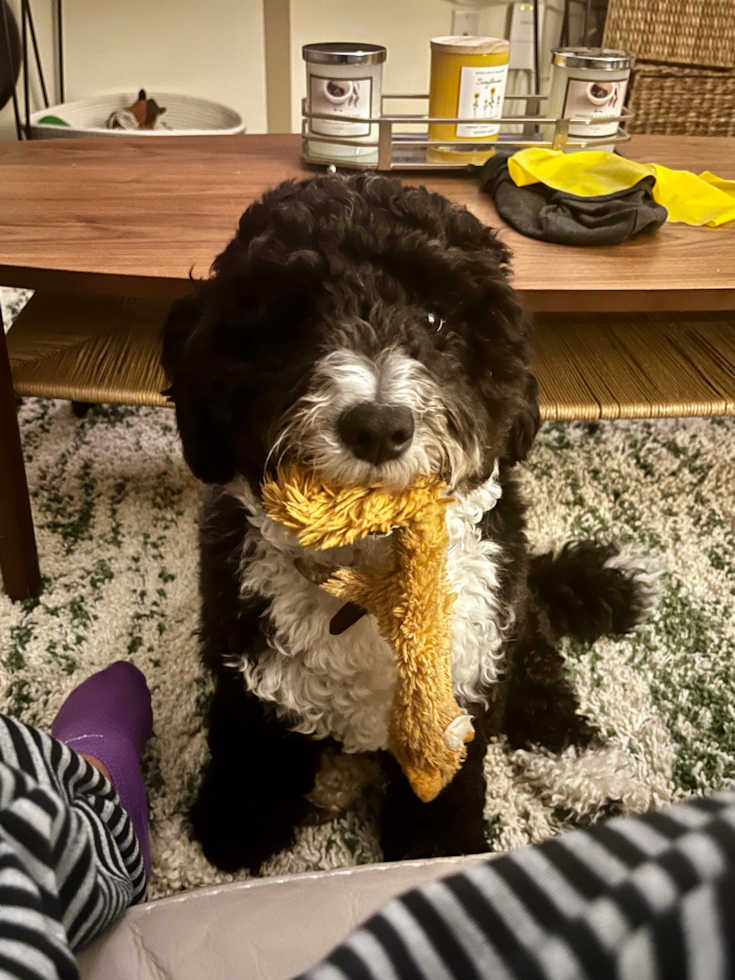 Mini Sheepadoodle Being Cute