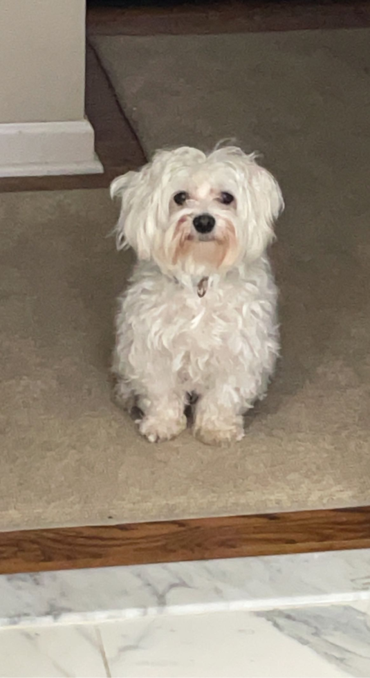 Sweet Maltese Purebred Pup