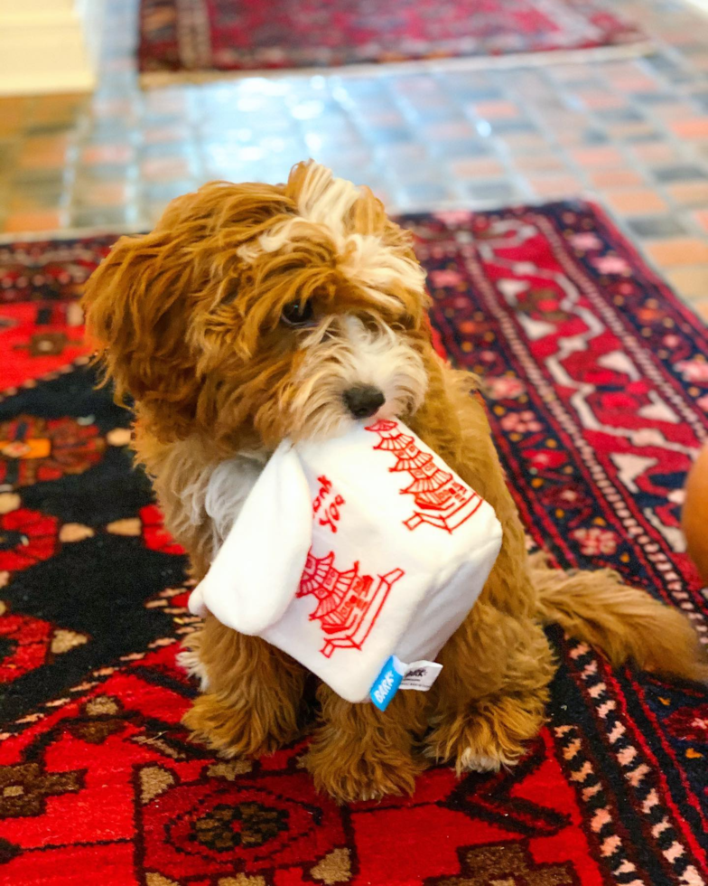 Cavapoo Being Cute