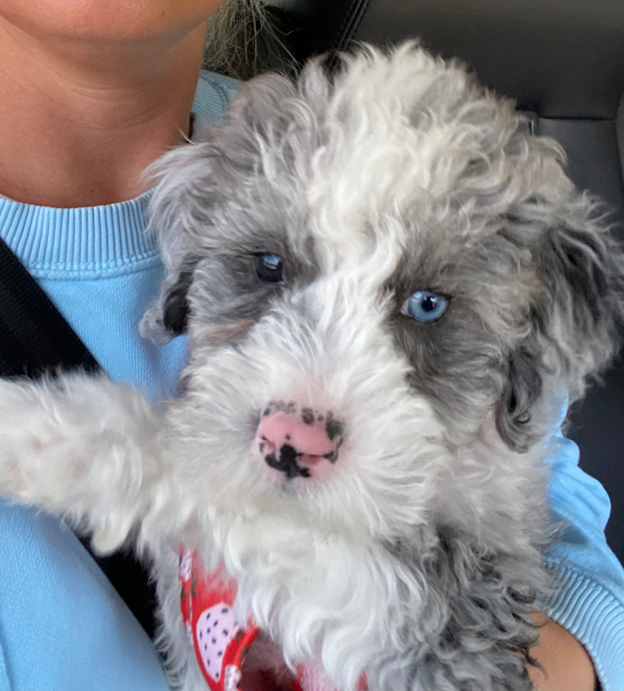 Funny Mini Sheepadoodle Poodle Mix Pup