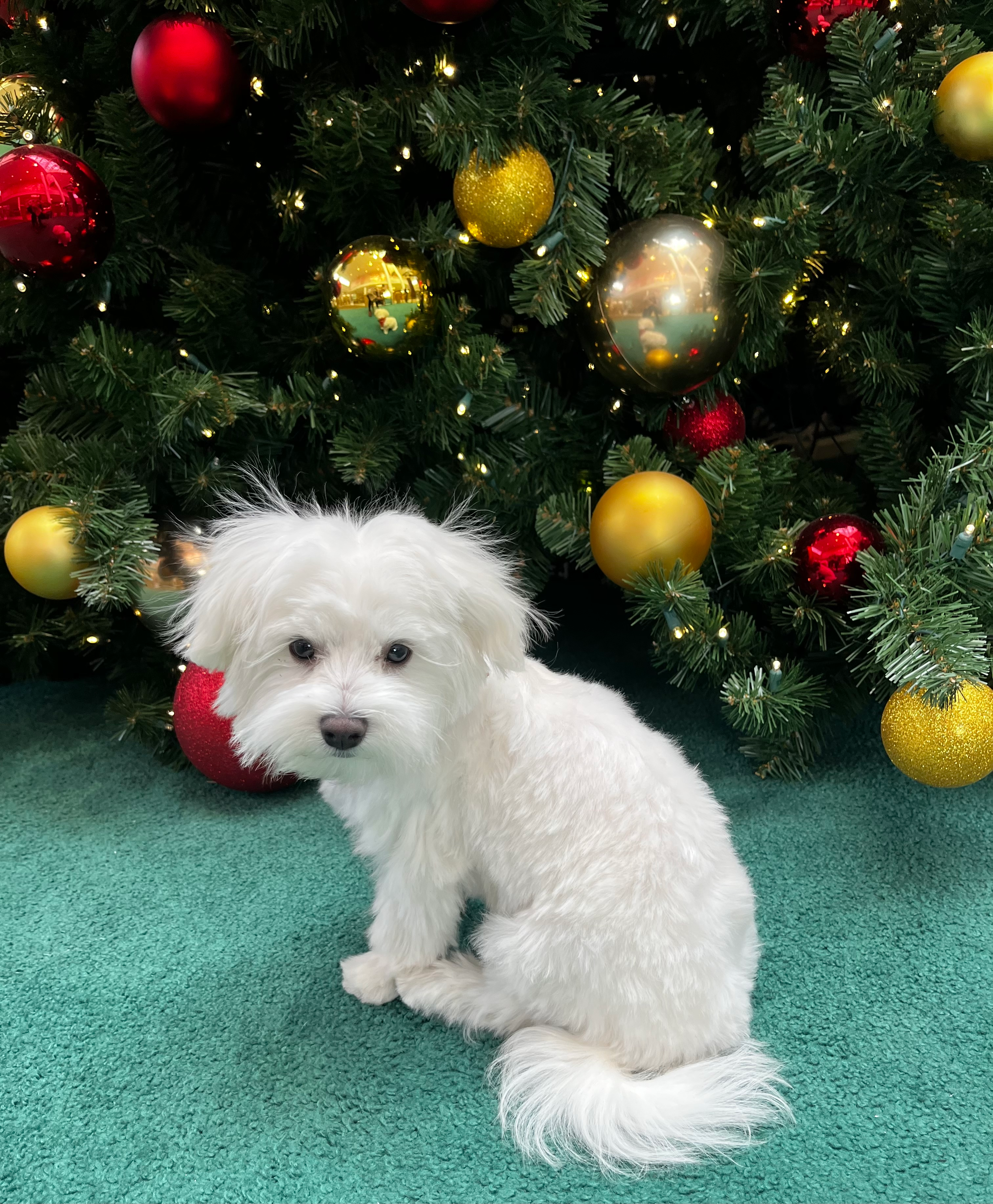 Best Maltese Baby