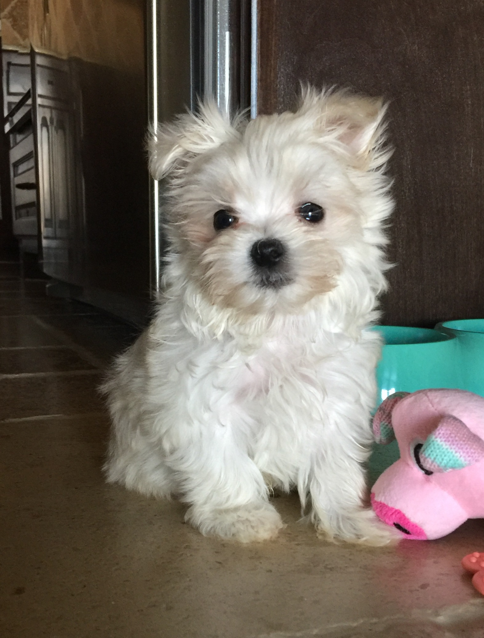 Playful Maltepoo Poodle Mix Puppy