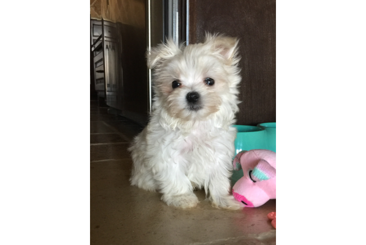 Playful Maltepoo Poodle Mix Puppy